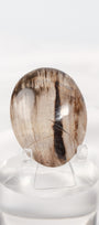 Petrified Wood Palmstone