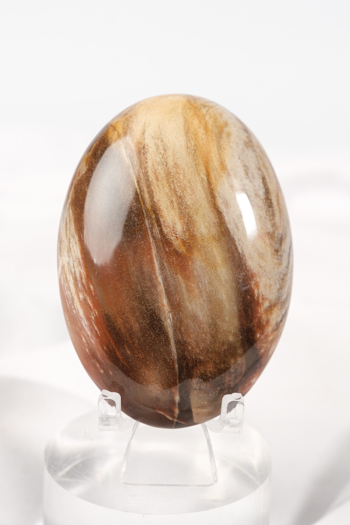Petrified Wood Palmstone