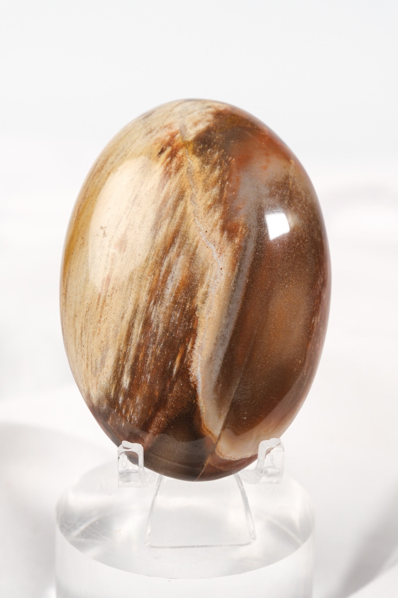 Petrified Wood Palmstone