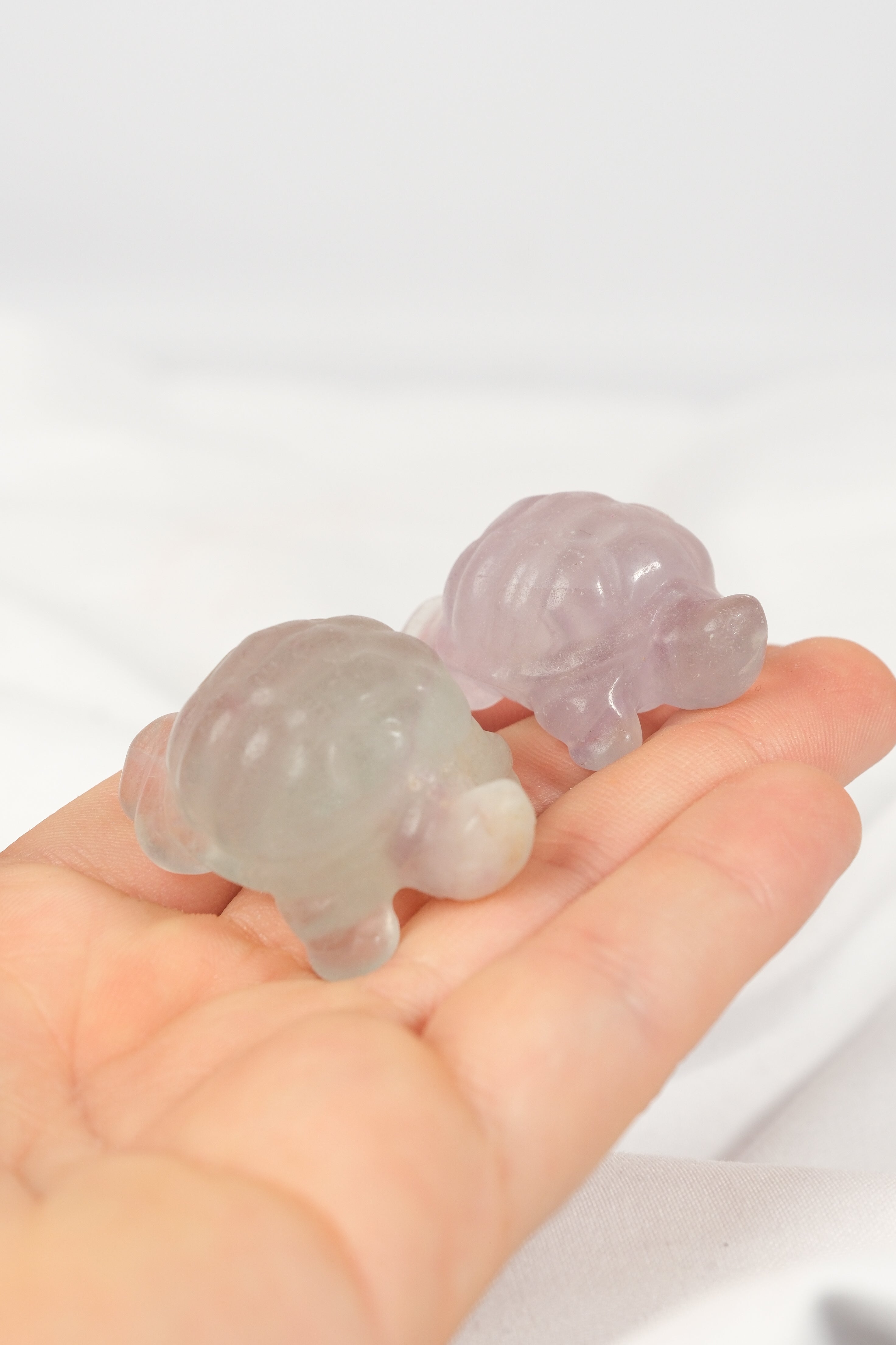 Fluorite Turtle
