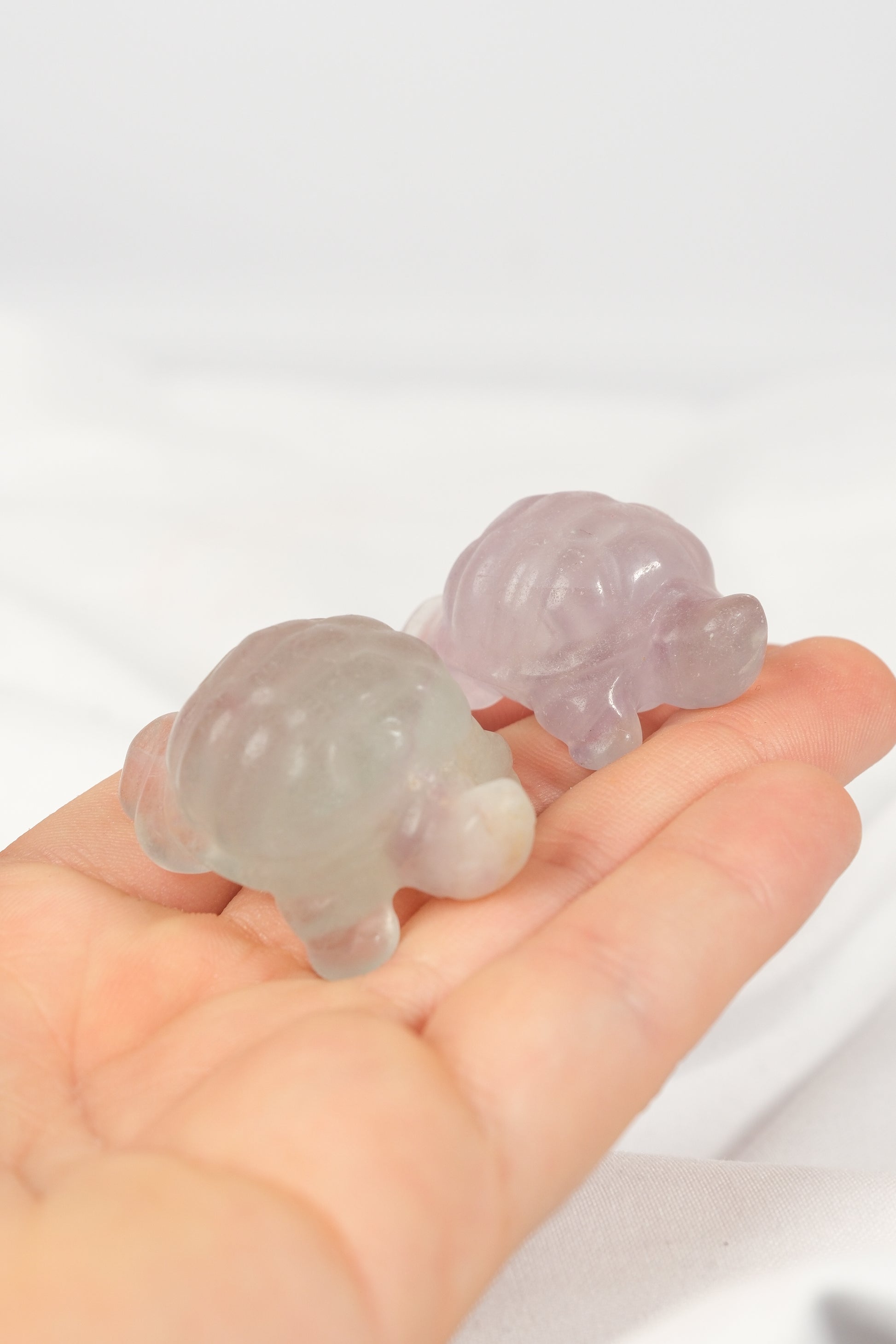 Fluorite Turtle