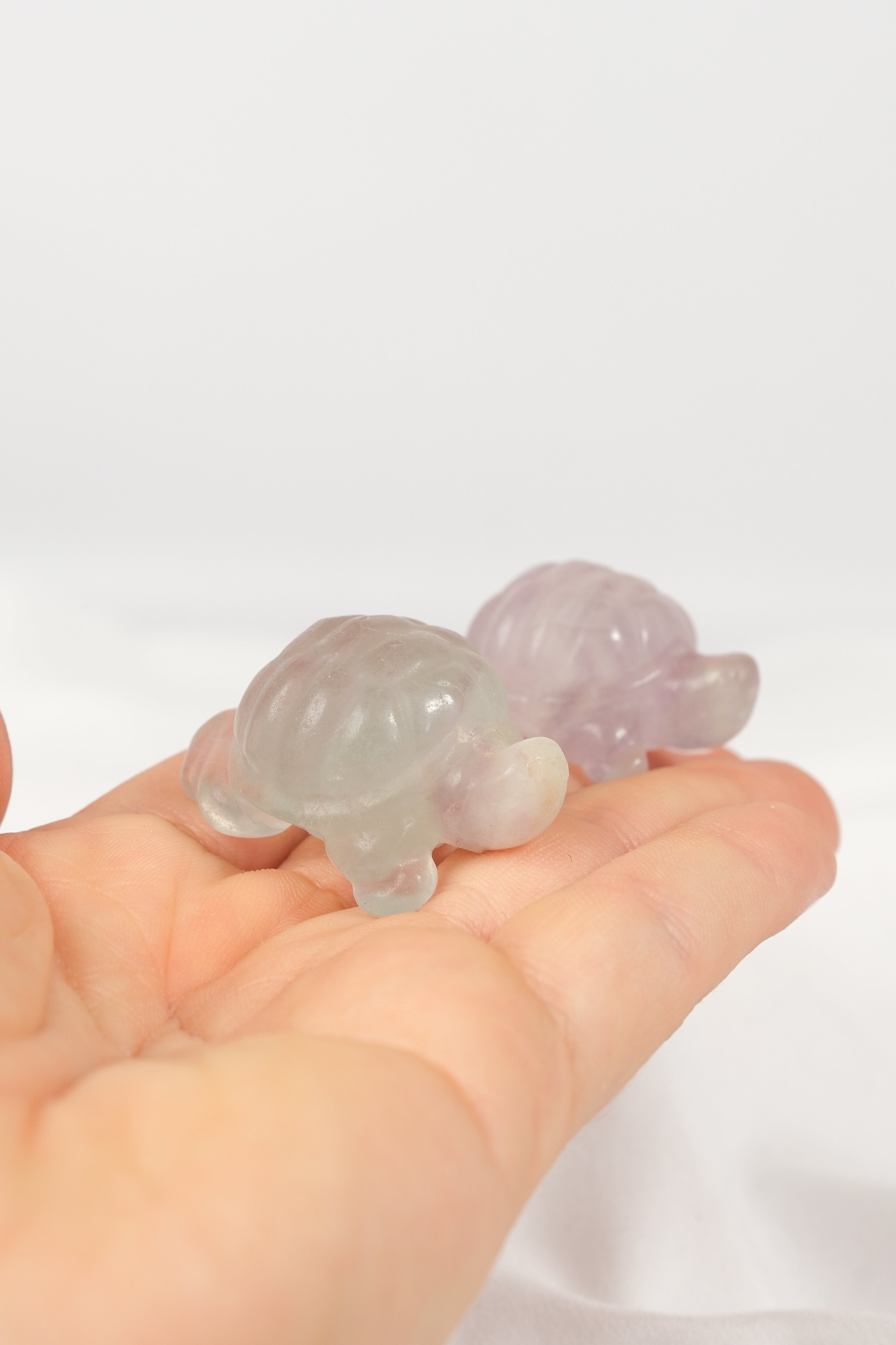 Fluorite Turtle