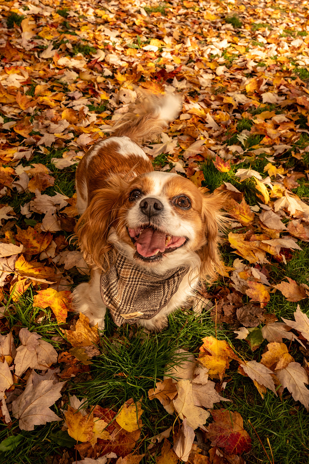 Pink Amethyst Freeform Cluster - High Quality