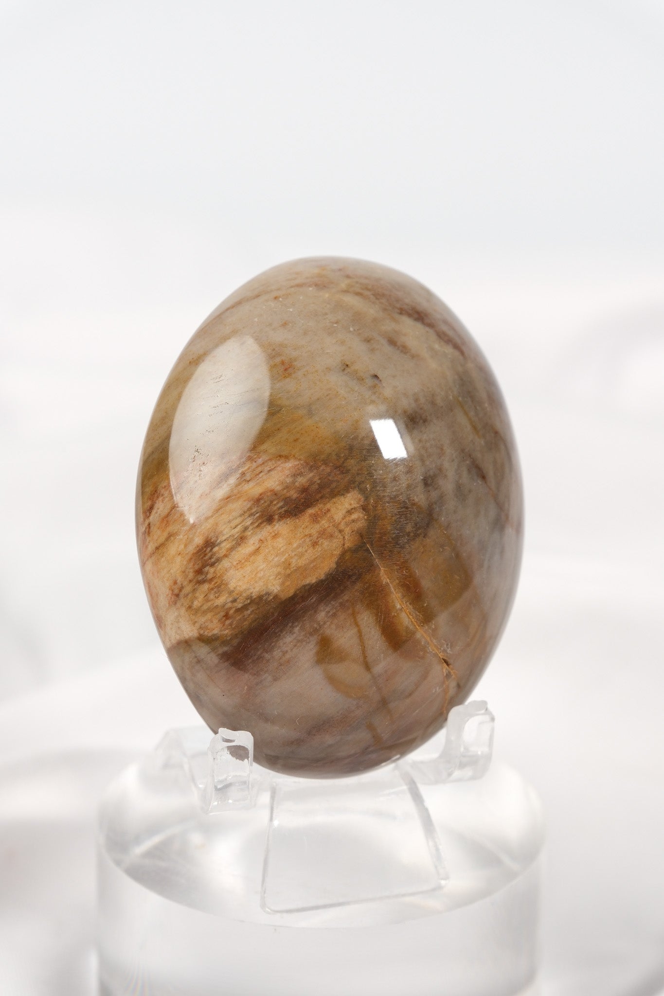 Petrified Wood Palmstone