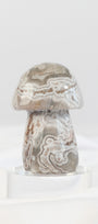 Mexican Crazy Lace Agate Mushroom