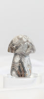 Mexican Crazy Lace Agate Mushroom