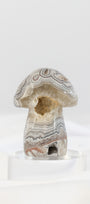 Mexican Crazy Lace Agate Mushroom