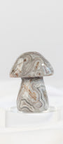 Mexican Crazy Lace Agate Mushroom